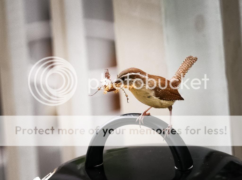 IMAGE: http://i1359.photobucket.com/albums/q781/EmeraldCoastPhotographer/Birds/Random-6642_zpse6d69b65.jpg