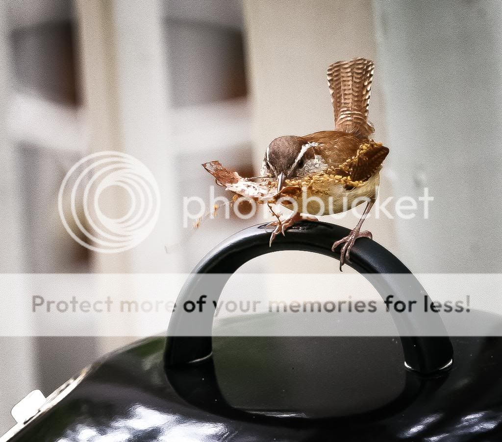 IMAGE: http://i1359.photobucket.com/albums/q781/EmeraldCoastPhotographer/Birds/Random-6644_zps49055c25.jpg