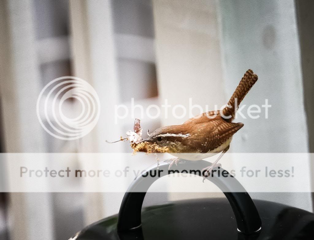 IMAGE: http://i1359.photobucket.com/albums/q781/EmeraldCoastPhotographer/Birds/Random-6645_zps5d4fc5e3.jpg