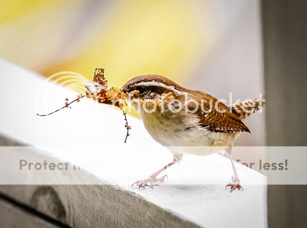 IMAGE: http://i1359.photobucket.com/albums/q781/EmeraldCoastPhotographer/Birds/Random-6648-3_zps42a5aeb9.jpg