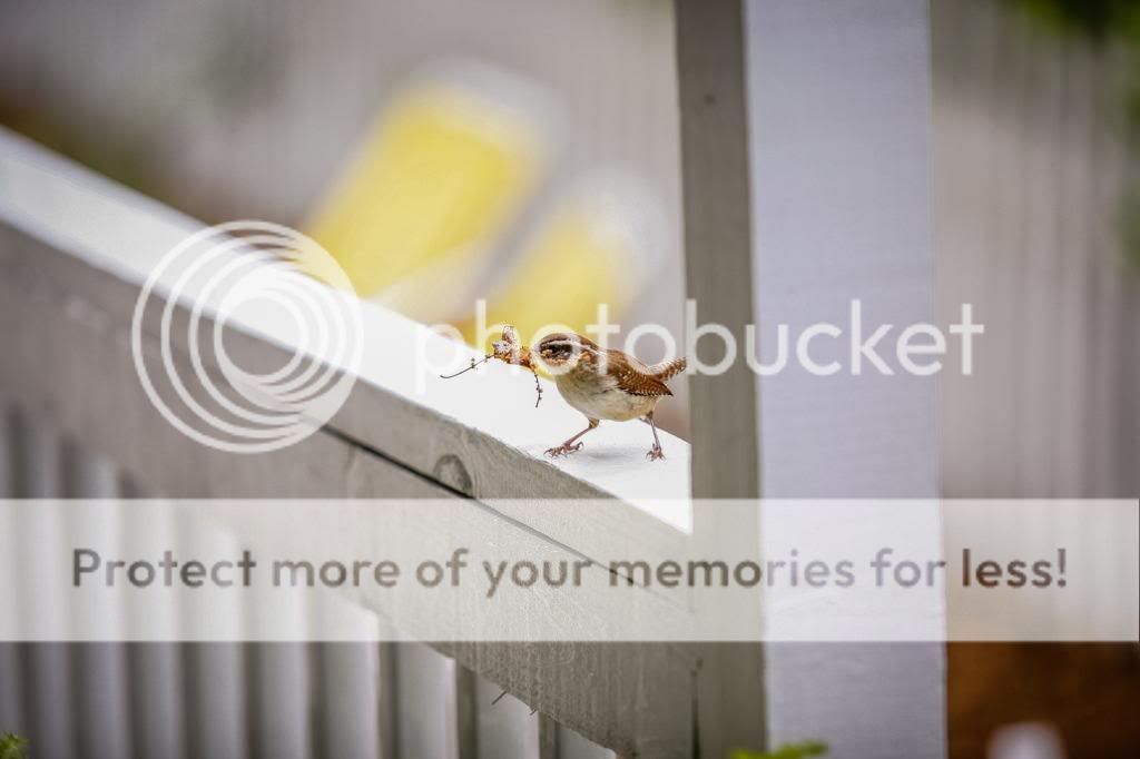 IMAGE: http://i1359.photobucket.com/albums/q781/EmeraldCoastPhotographer/Birds/Random-6648_zps26557d6f.jpg