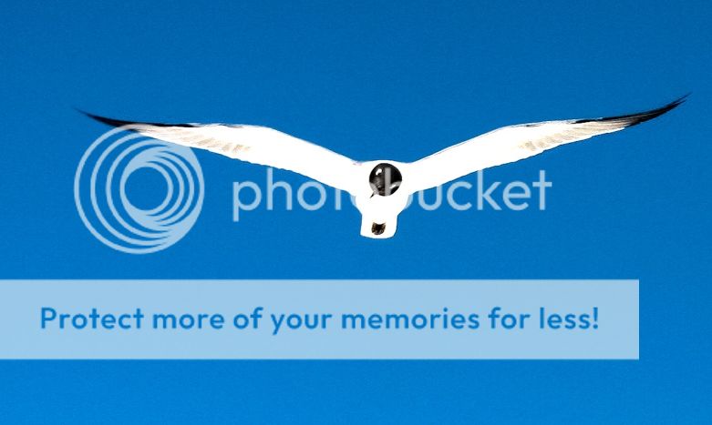 IMAGE: http://i1359.photobucket.com/albums/q781/EmeraldCoastPhotographer/Birds/e8ab881a-8fc4-4a5d-8b60-66395843d3db_zps951b0df7.jpg