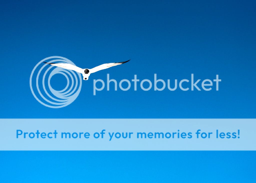 IMAGE: http://i1359.photobucket.com/albums/q781/EmeraldCoastPhotographer/Birds/white-gull-2_zps9dcc7e36.jpg