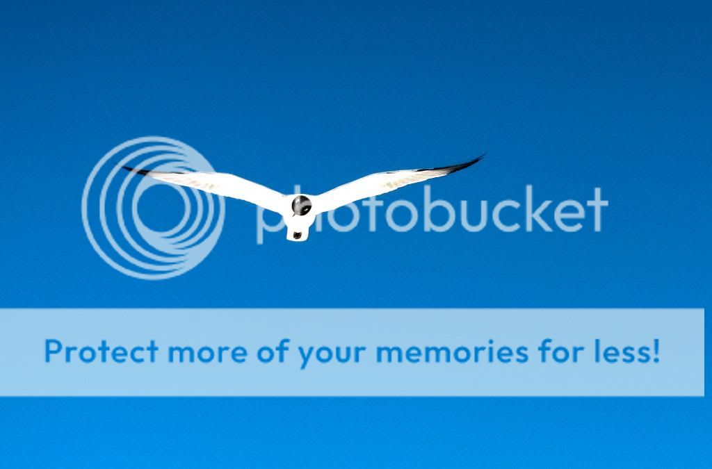 IMAGE: http://i1359.photobucket.com/albums/q781/EmeraldCoastPhotographer/Birds/white-gull-cropped_zps3e86d747.jpg