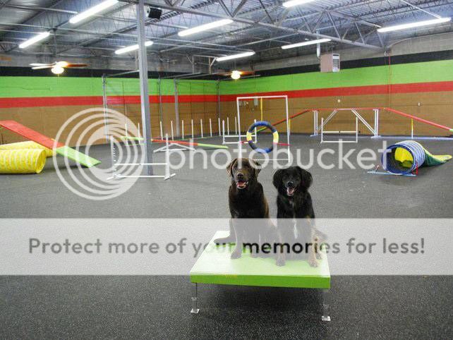 dog-training photo:How To training dogs to come 