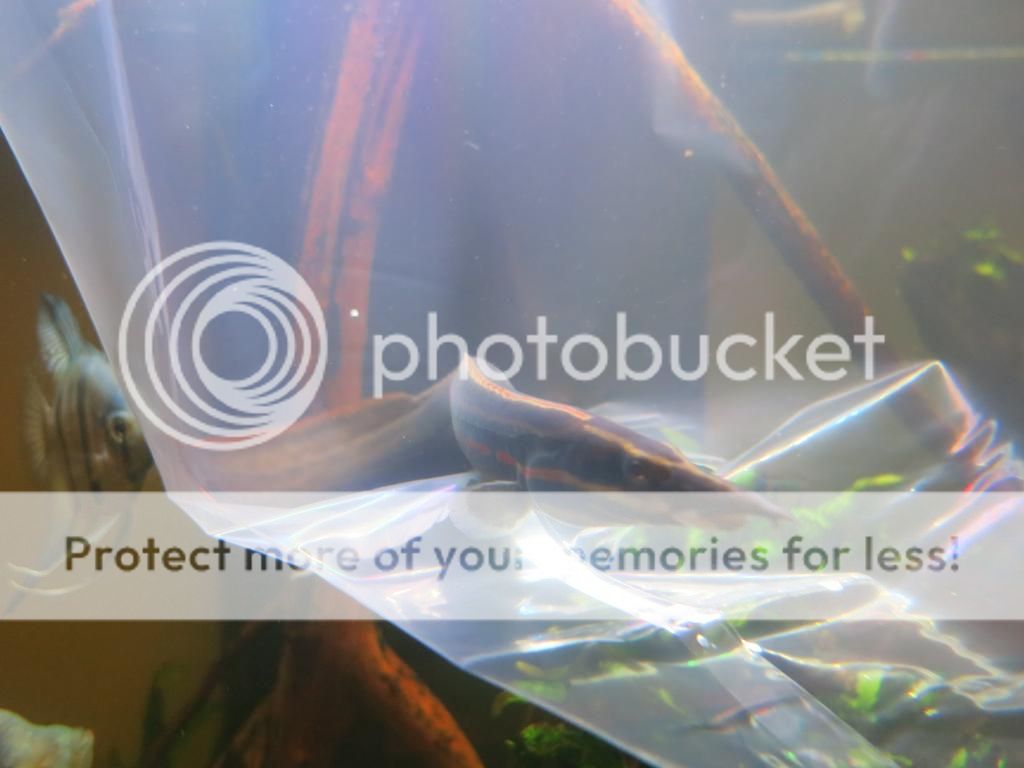fire eel fry www
