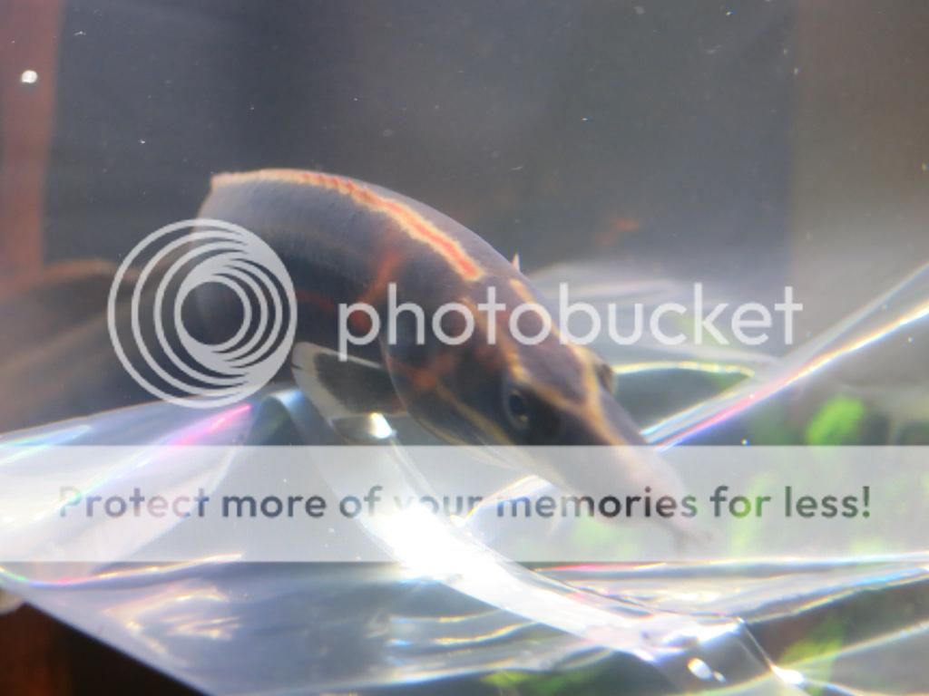 fire eel fry www
