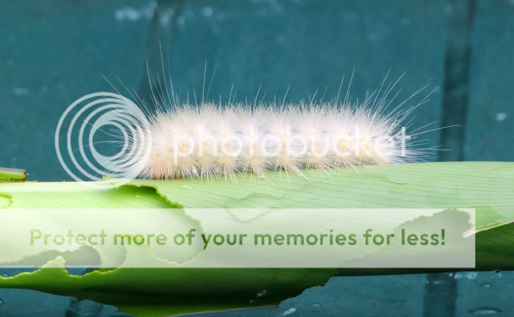 Fuzzy white caterpillar Butterflies and Moths Whatbird Community Board