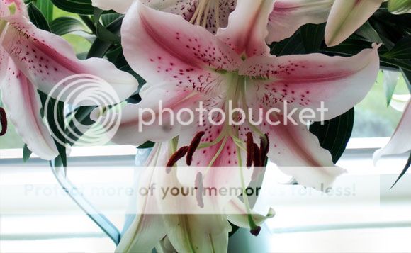 Manfaat bunga lily untuk kecantikan Manfaat bunga lily untuk kecantikan