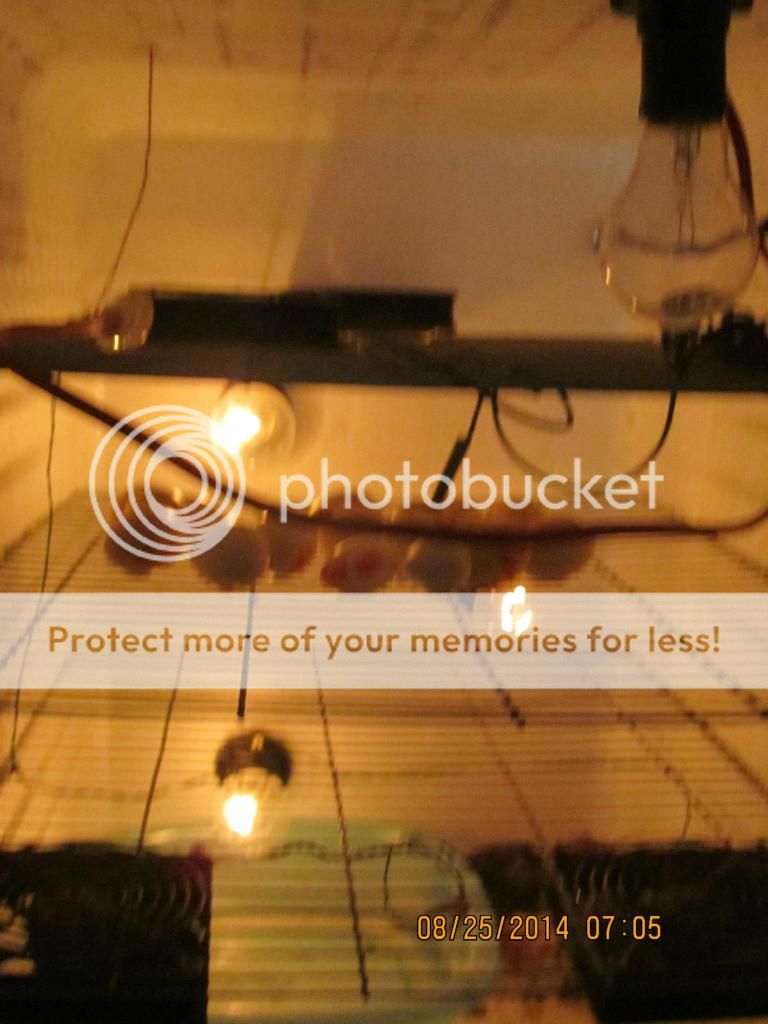 Topic Bán gà Tre Đá Sh7979 - 3