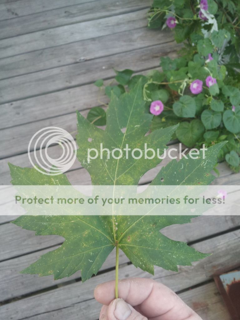 20140828_072015_zps641bc2fc.jpg