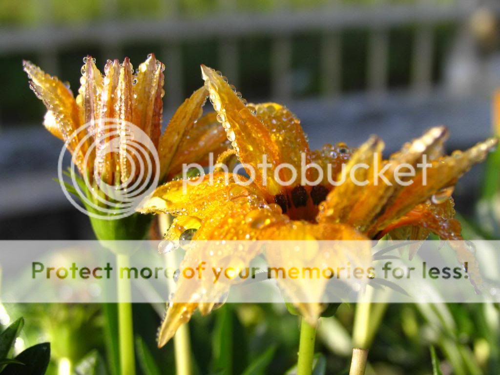 DALAT CLUB - Nơi hội tụ những người yêu Đà Lạt - 4